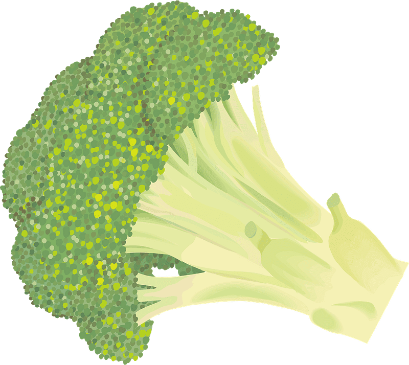 Broccoli clipart transparent for free