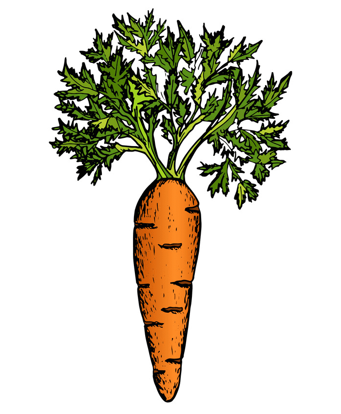Carrot clipart free 2