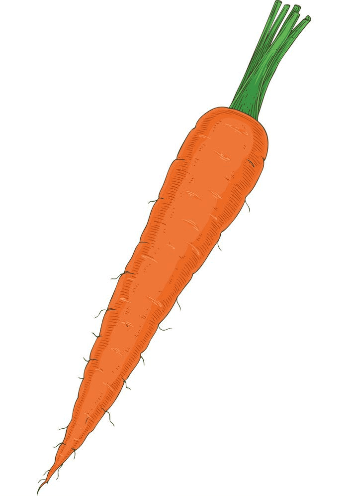 Carrot clipart png for kids