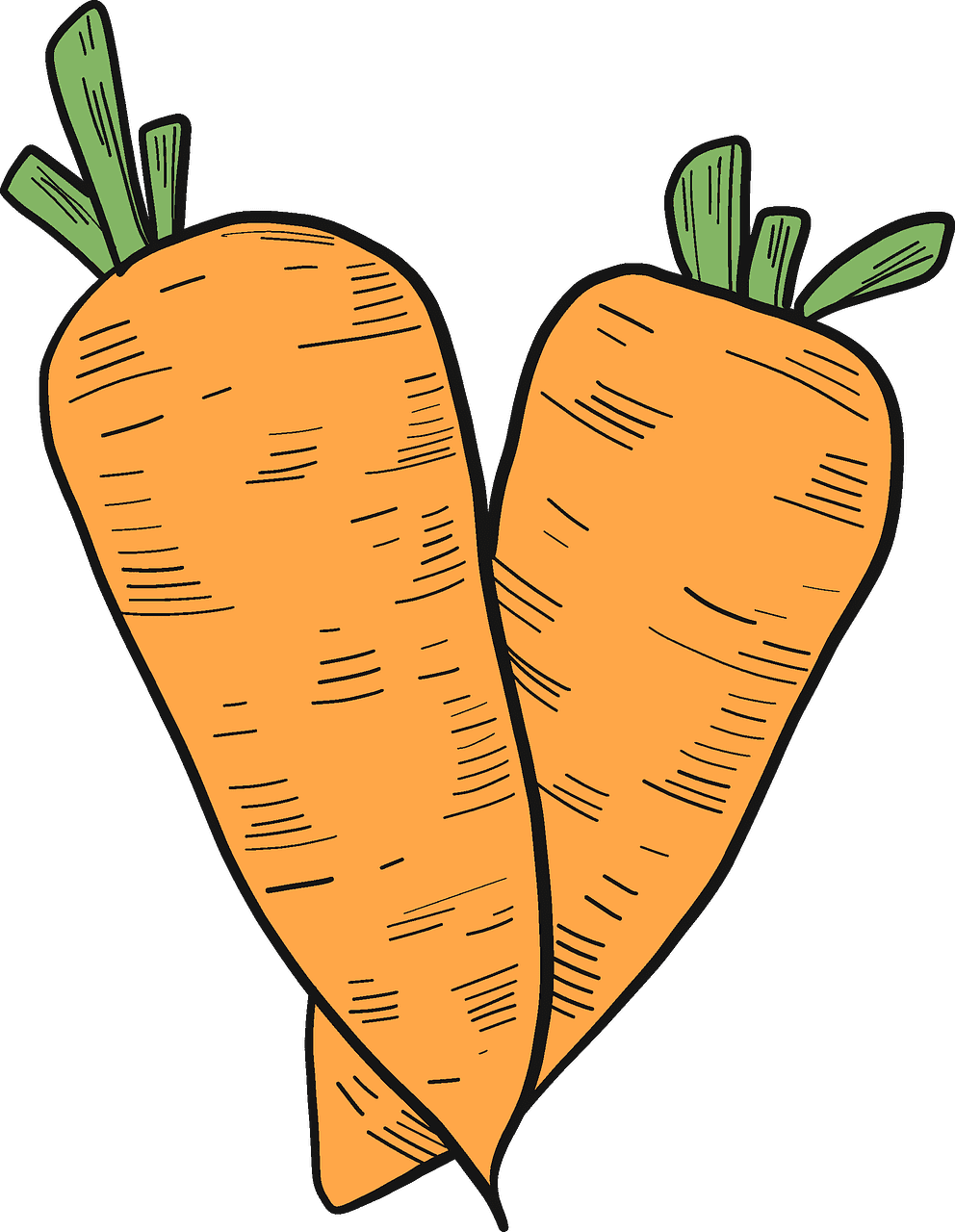 Carrots clipart transparent background