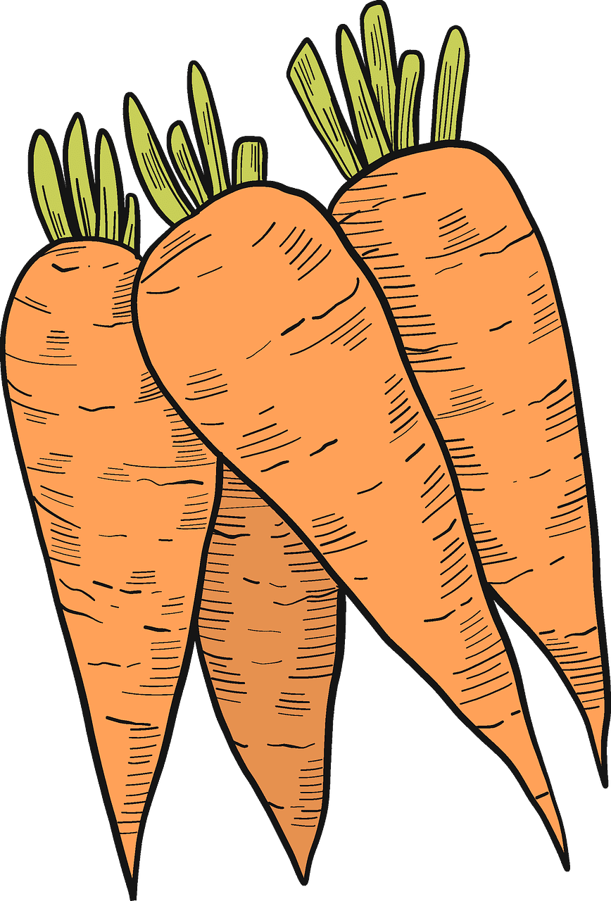 Carrots clipart transparent for free