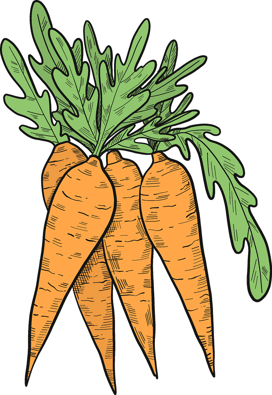 Carrots clipart transparent free