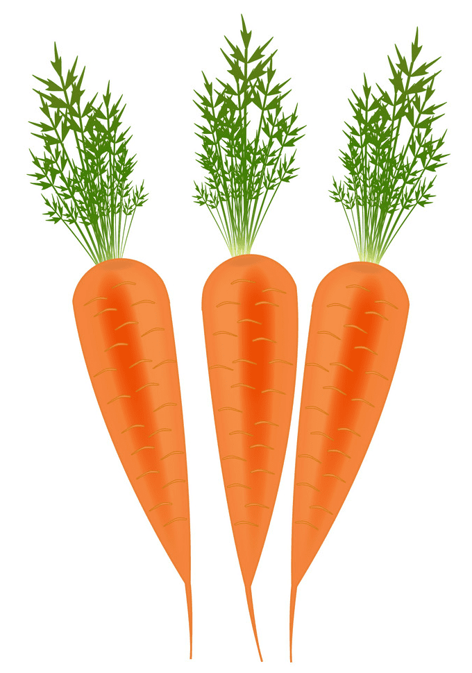 Three Carrots clipart