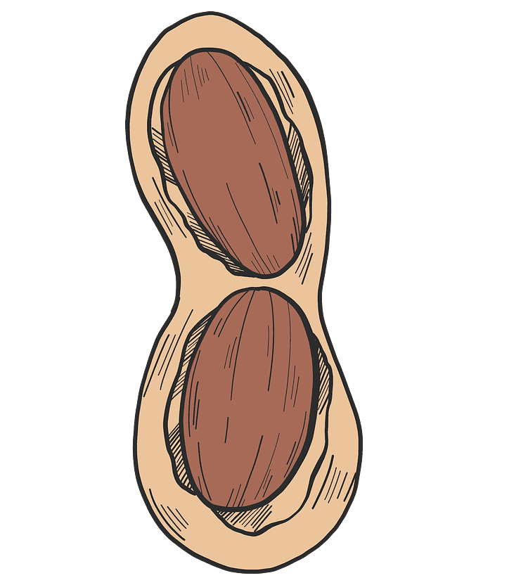 Peanut clipart for free