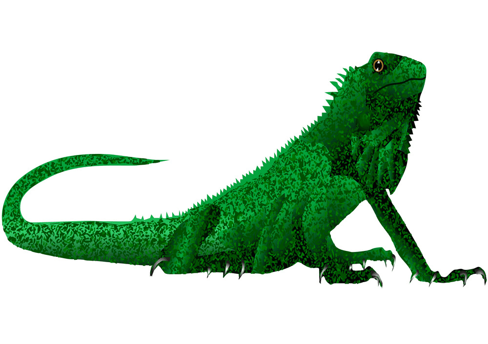 Iguana clipart for free