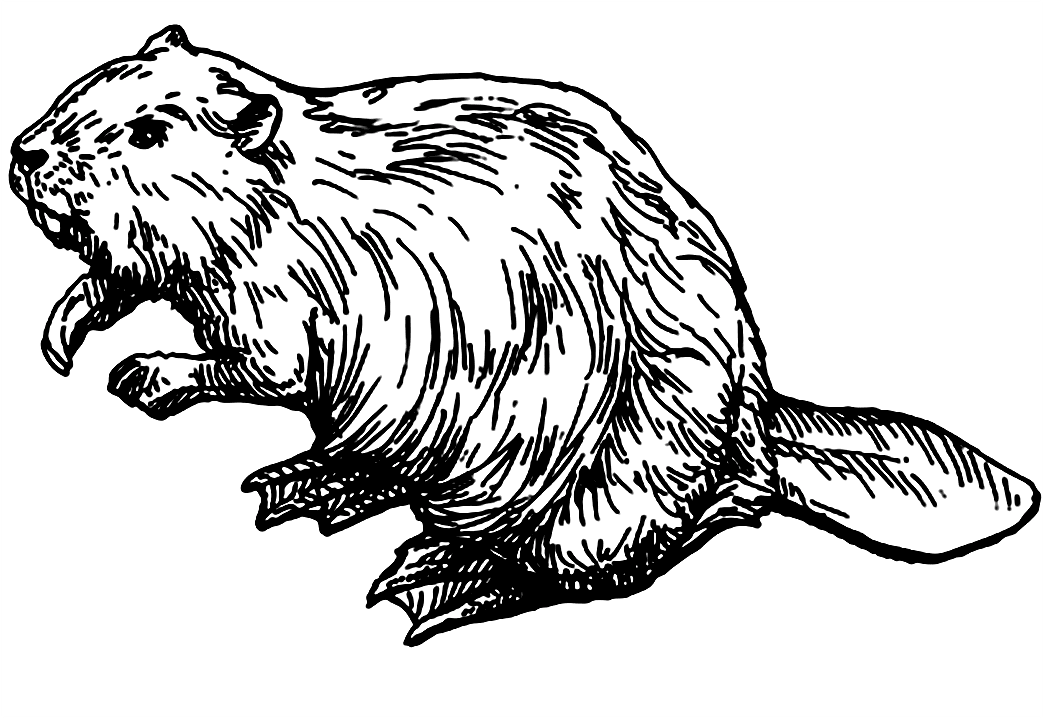 Beaver Clipart Black and White Png