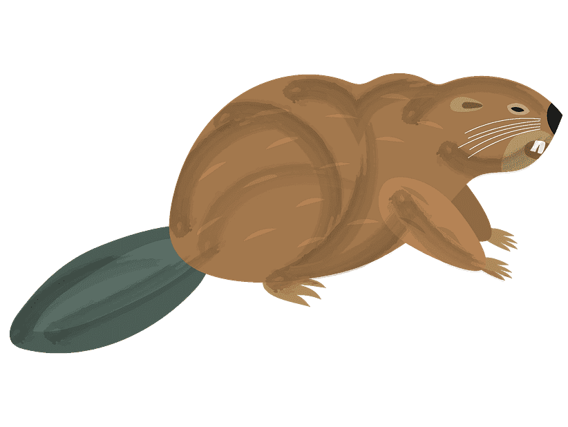 Beaver clipart image