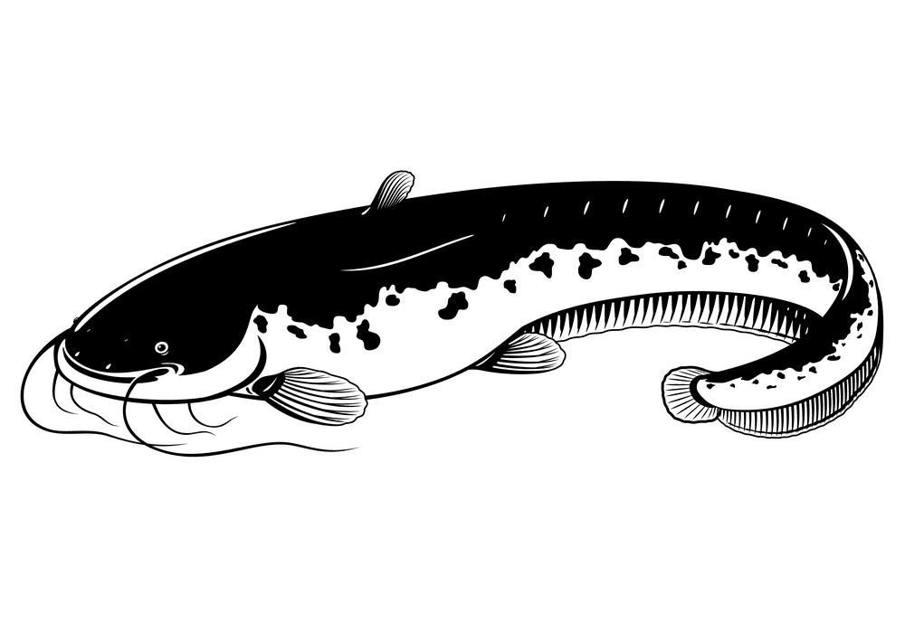 Catfish Clipart Black and White 1