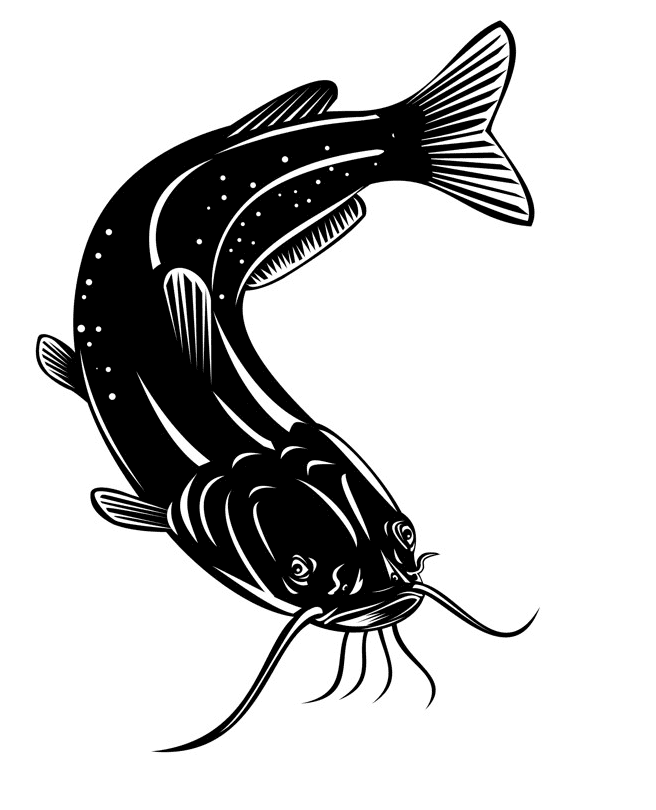 Catfish Clipart Black and White 6