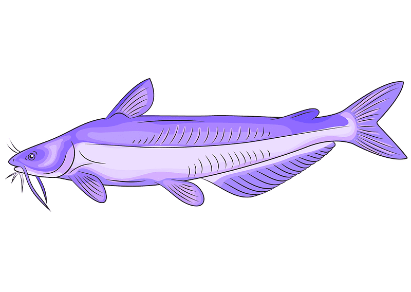 Catfish clipart download