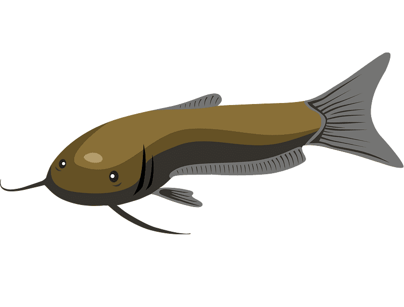 Catfish clipart for free