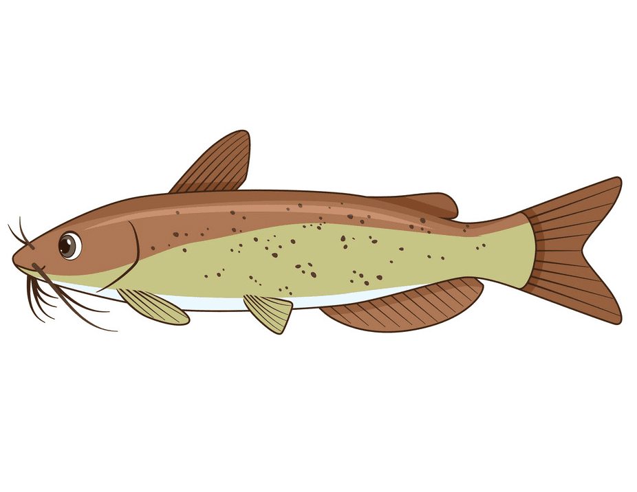 Catfish clipart free images