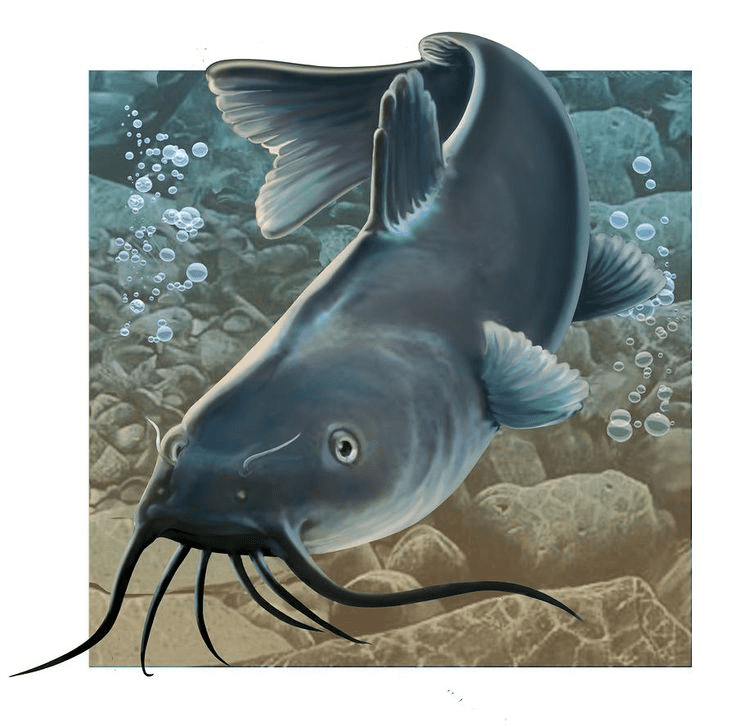 Catfish clipart free picture