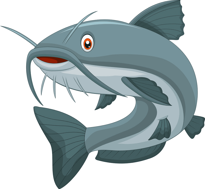 Catfish clipart picture