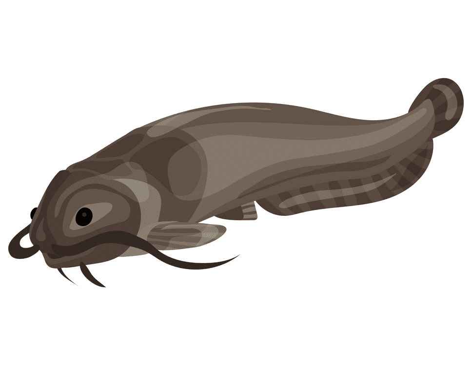 Catfish clipart png picture