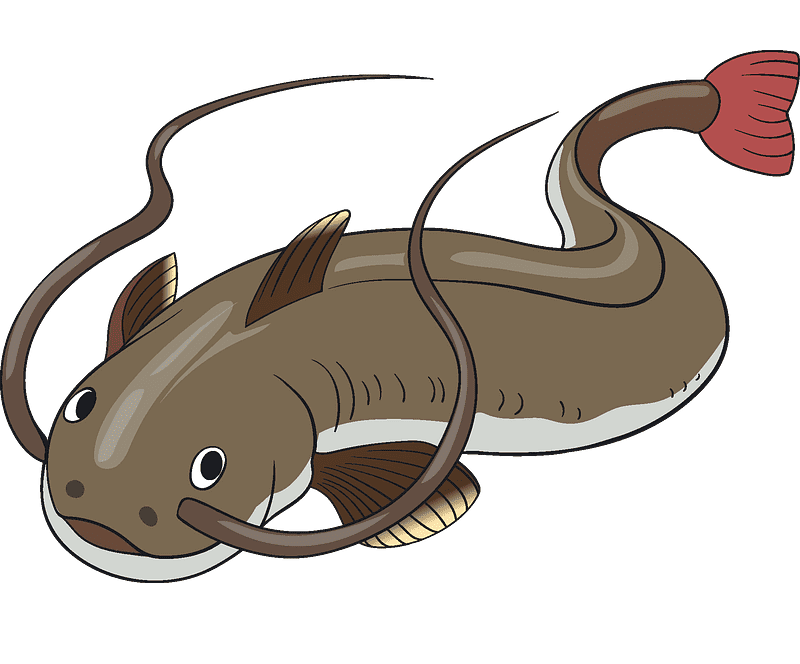 Catfish clipart png