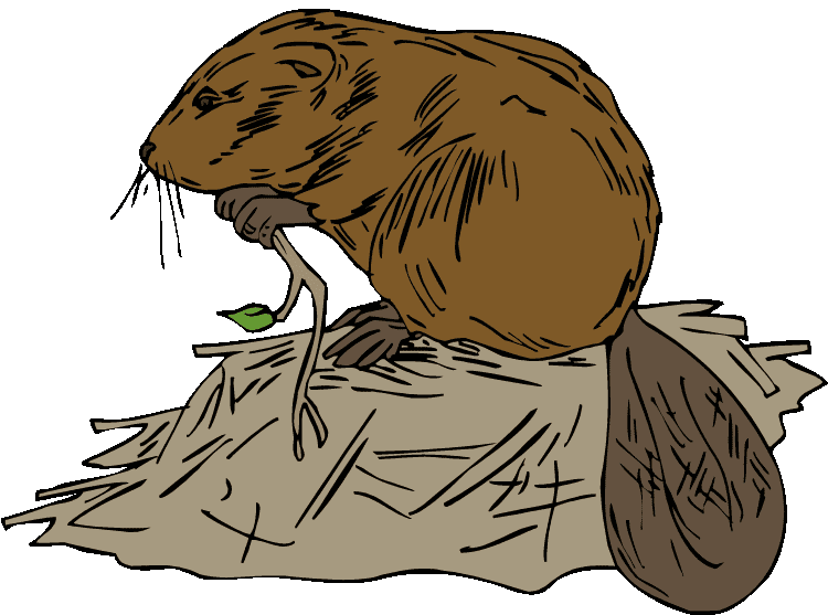Download Clipart Beaver