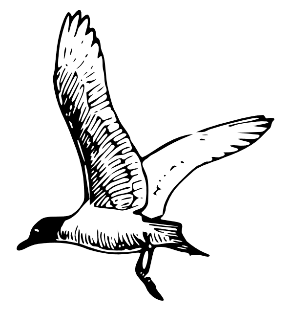 Download Seagull Clipart Black And White