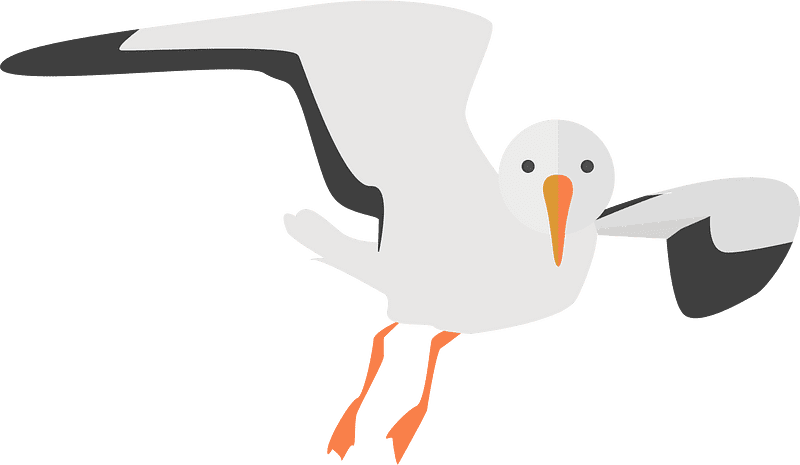 Download Seagull Clipart Transparent