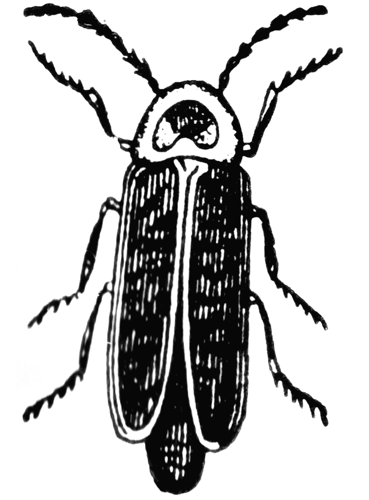 Firefly Clipart Black and White Free