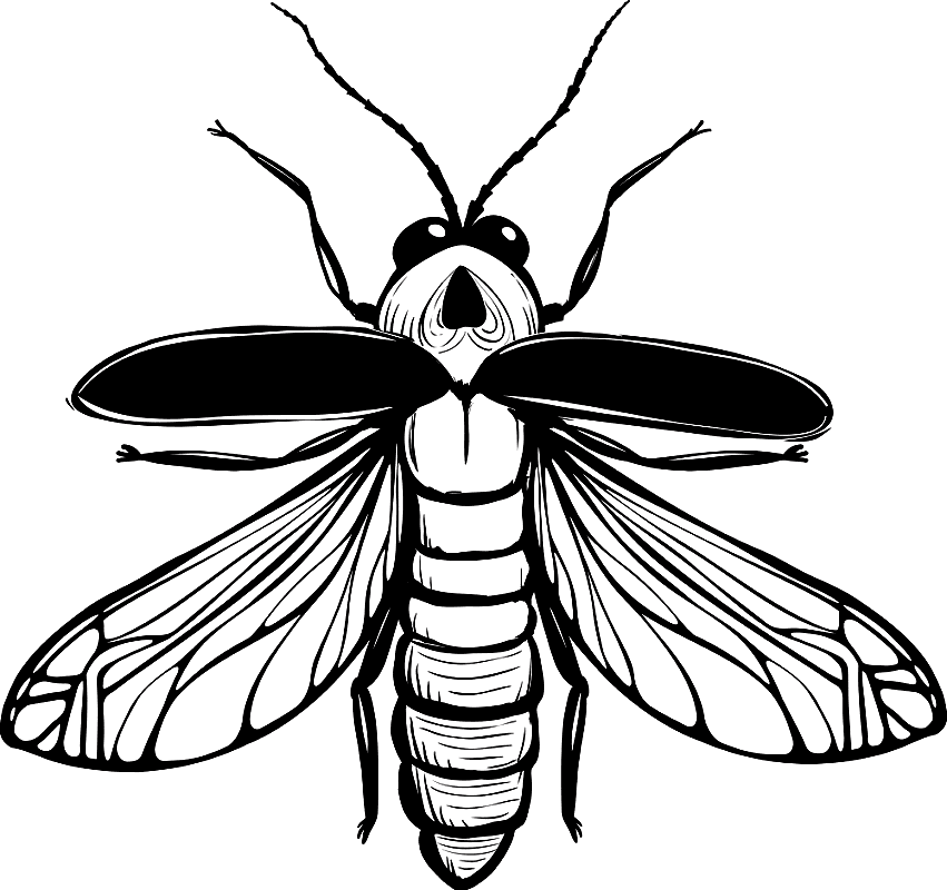 Firefly Clipart Black and White