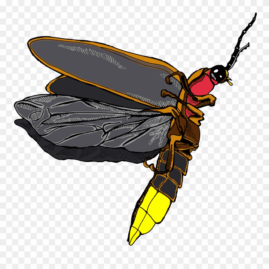 Firefly Insect clipart png