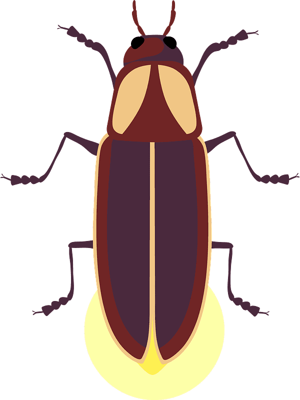 Firefly clipart transparent picture