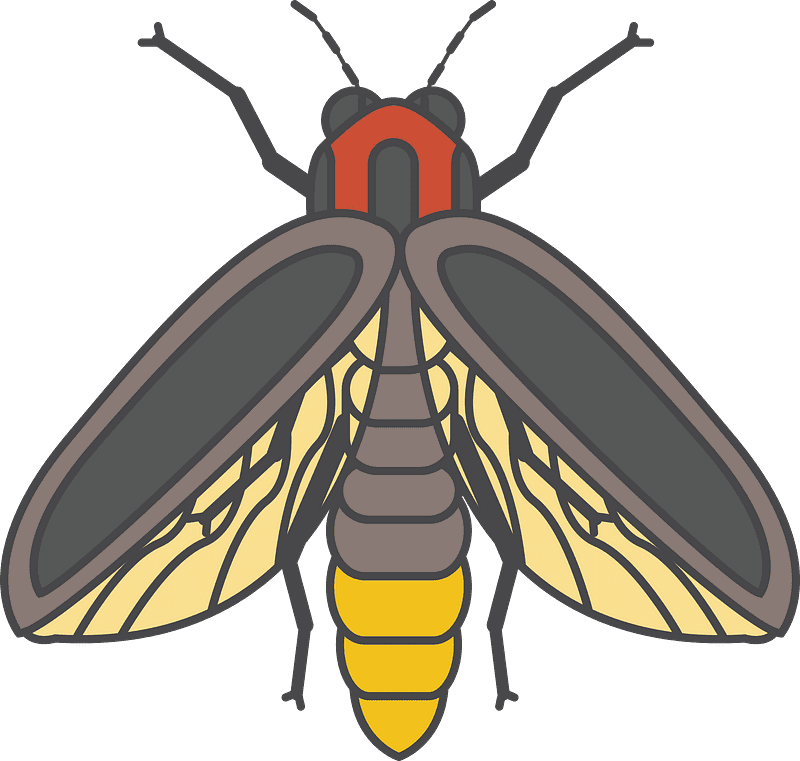 Firefly clipart transparent png