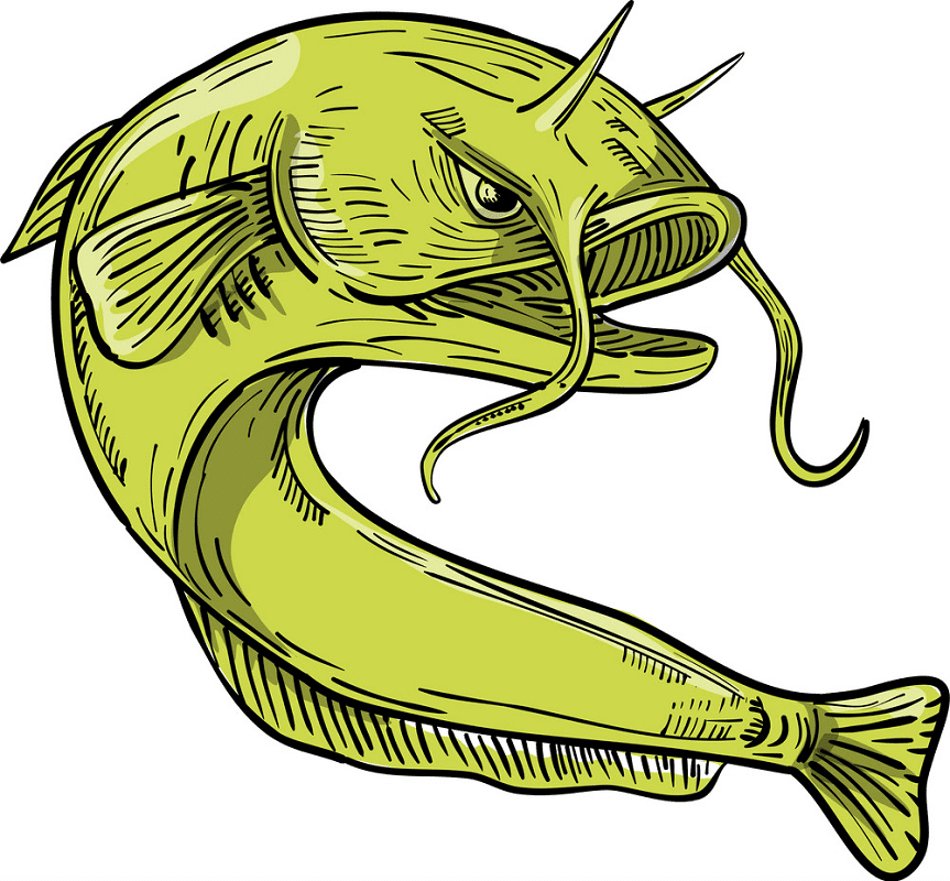 Free Catfish clipart picture
