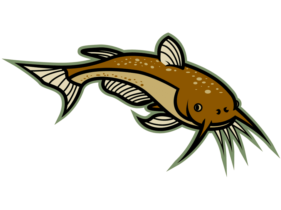 Free Catfish clipart png