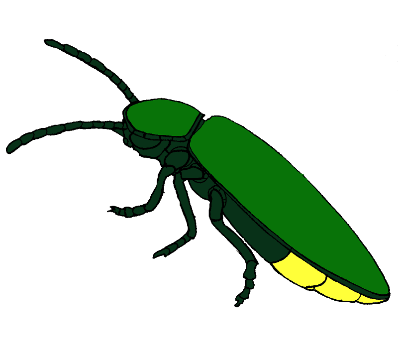 Free Clipart Firefly