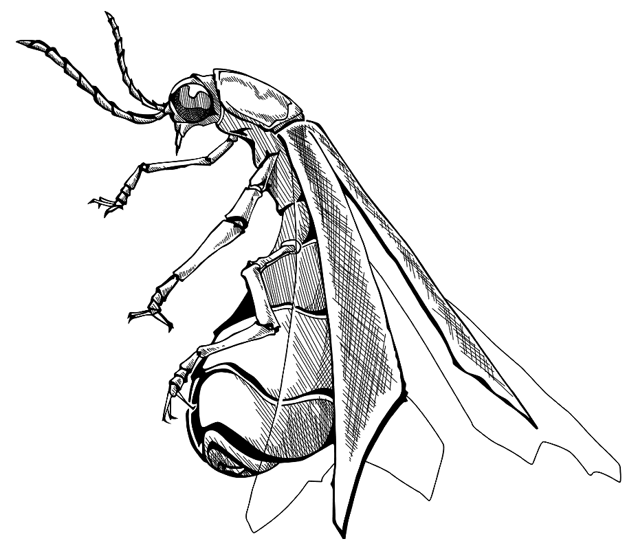 Free Firefly Clipart Black and White