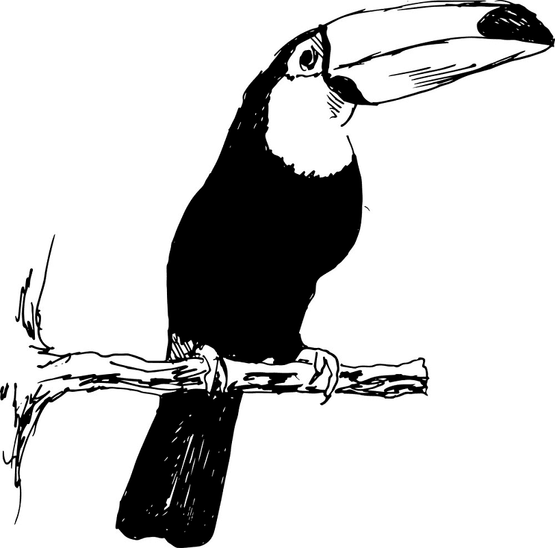 Free Toucan Clipart Black and White