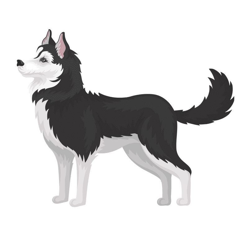 Husky clipart images