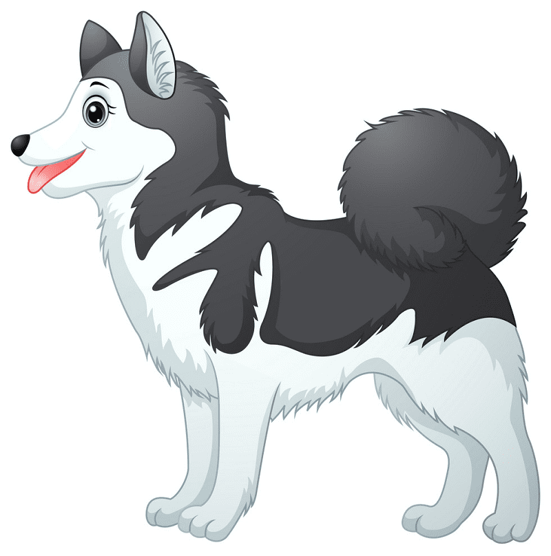 Husky clipart picture