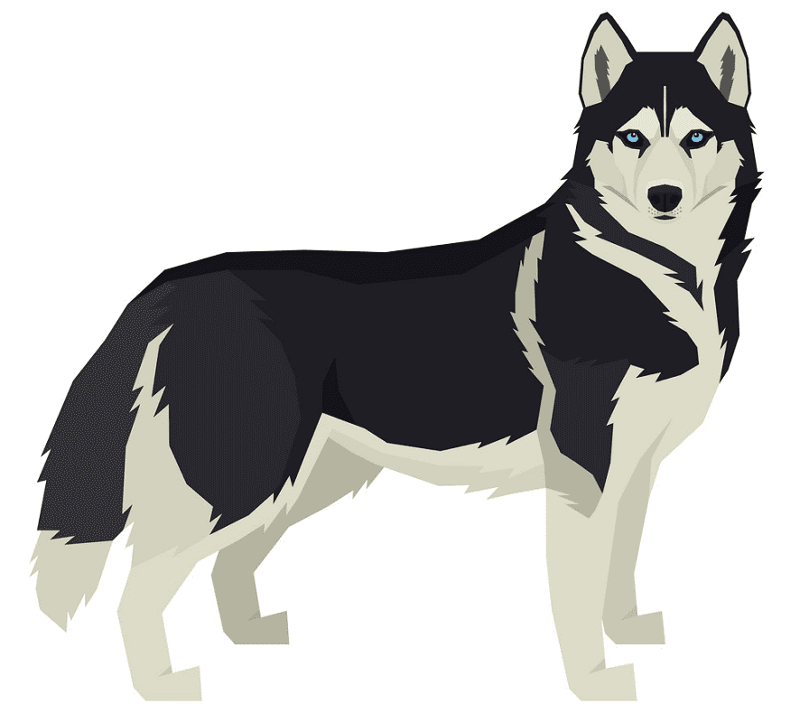Husky clipart png