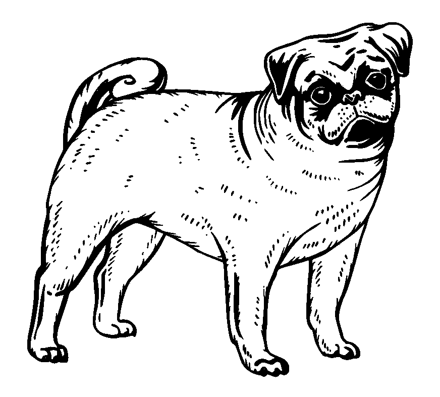 Image Pug Clipart Black and White