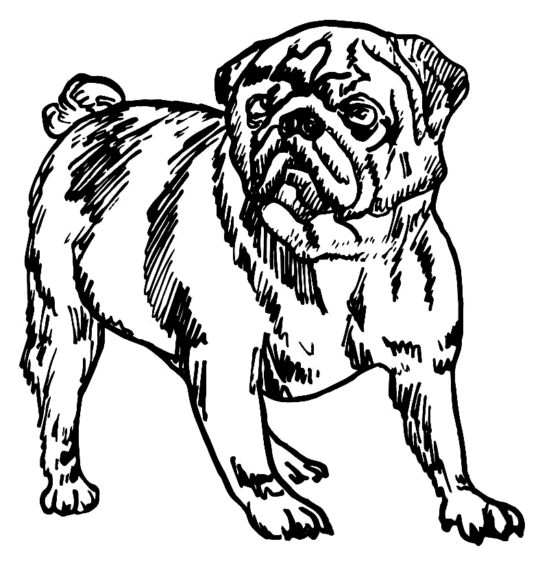 Pug Clipart Black and White 1