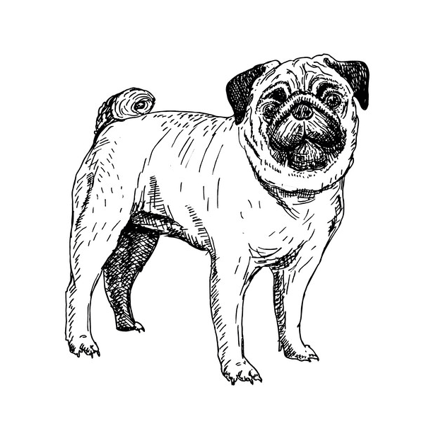 Pug Clipart Black and White 7