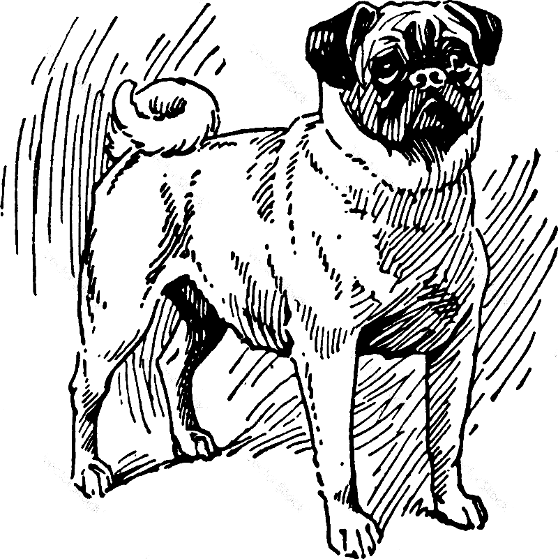 Pug Clipart Black and White 8