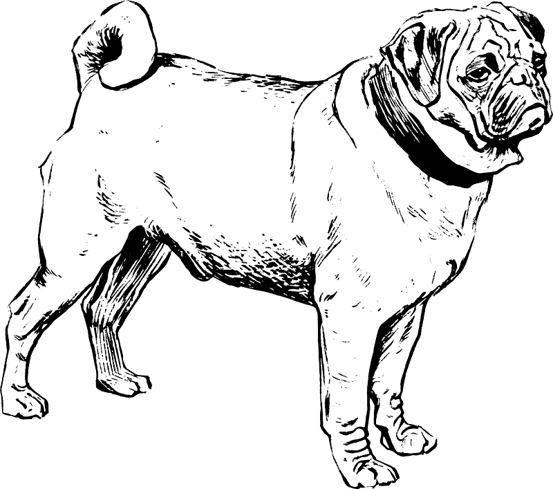 Pug Clipart Black and White