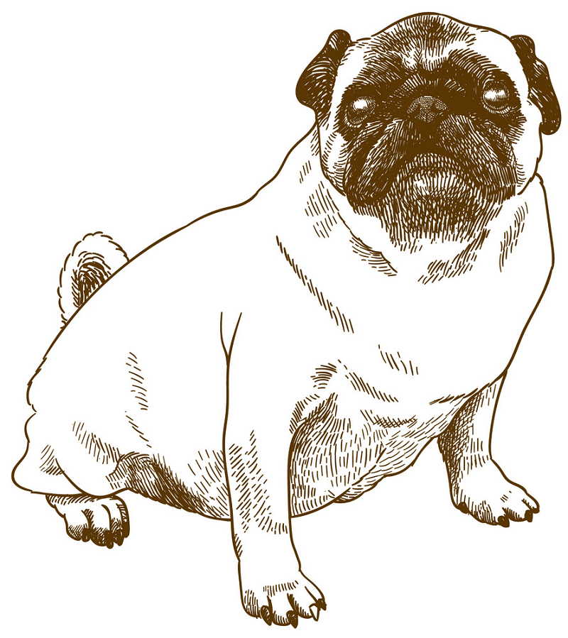 Pug clipart png free