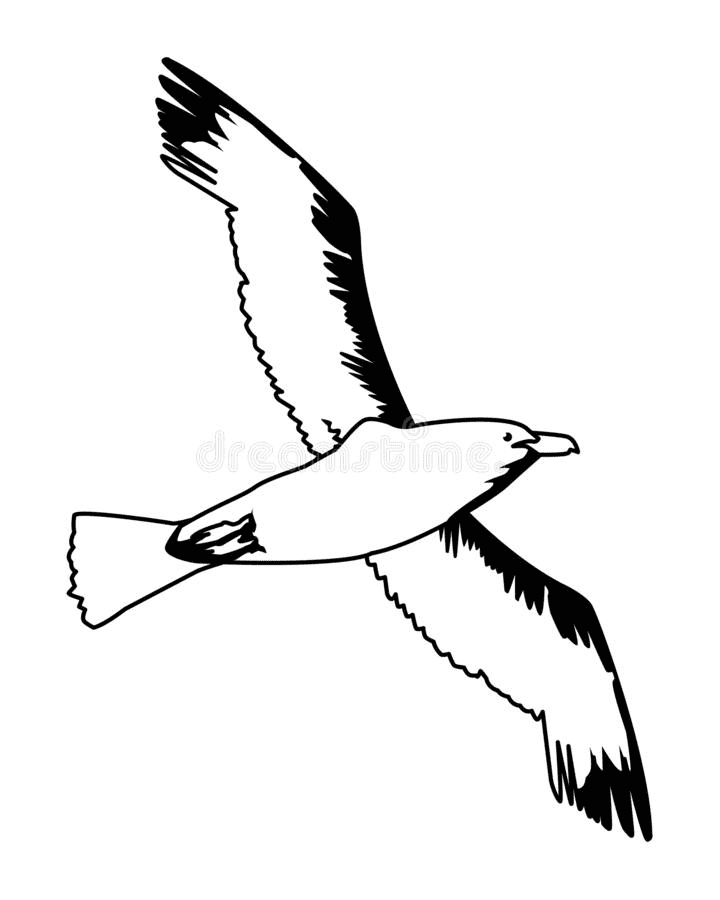 Seagull Clipart Black And White Png