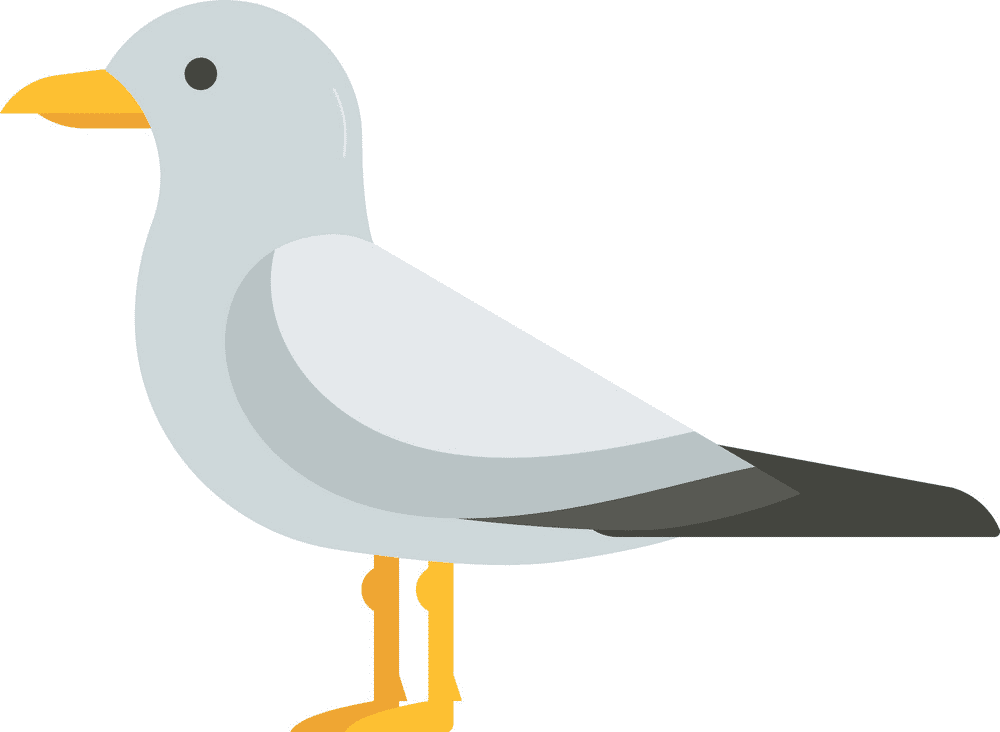 Seagull Clipart Download