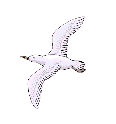 Seagull Clipart Free 7