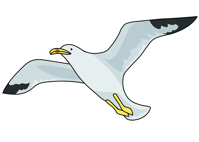 Seagull Clipart Free
