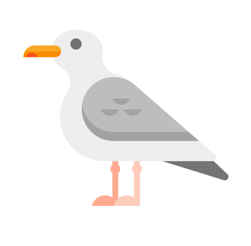 Seagull Clipart Image