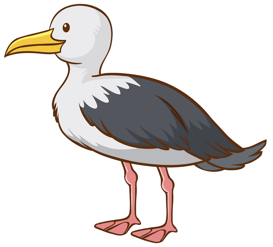 Seagull Clipart Picture