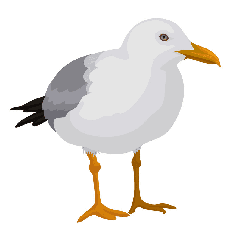 Seagull Clipart Png Free
