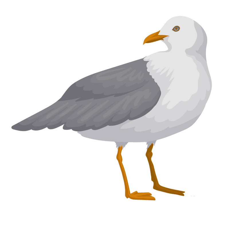 Seagull Clipart Png